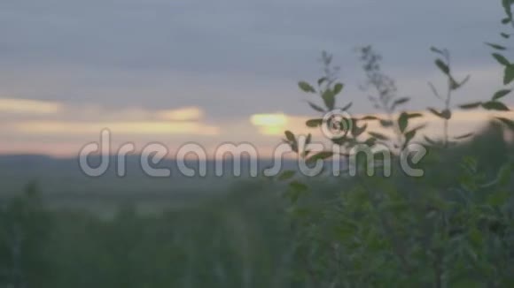 早晨田野上美丽的绿草草地和日落的天空视频的预览图