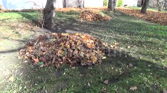 叶堆秋视频的预览图
