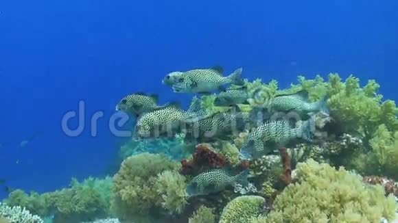 在珊瑚礁上的哈莱金甜唇视频的预览图