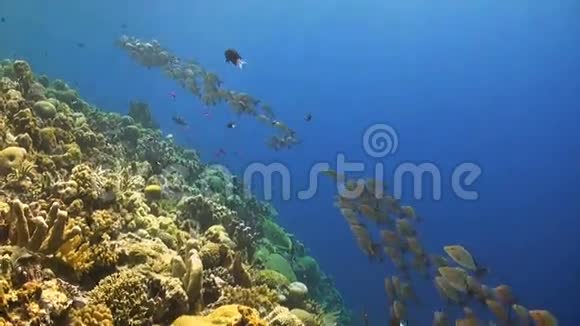珊瑚礁上的驼背红鱼视频的预览图