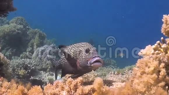 在珊瑚礁上的哈莱奎恩视频的预览图