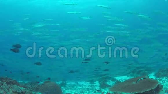 珊瑚礁上的巴拉库达斯学校4k视频的预览图