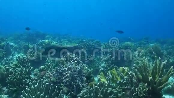 珊瑚礁健康的硬珊瑚和软珊瑚视频的预览图