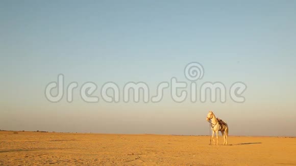 沙漠中的白马视频的预览图