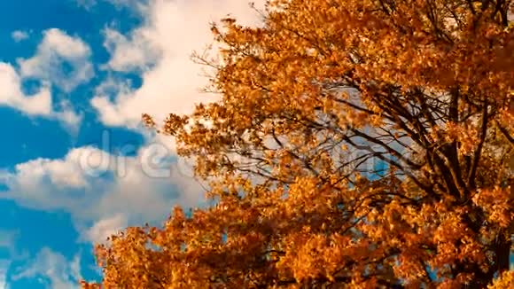 秋天的黄枫叶视频的预览图