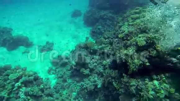 水下珊瑚和人们游泳视频的预览图