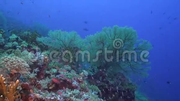 五颜六色的珊瑚礁和丰富的鱼视频的预览图