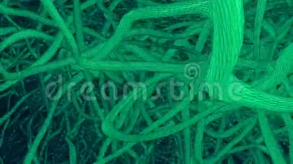 绿色的抽象触角视频的预览图