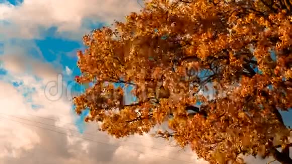 秋天的黄枫叶视频的预览图
