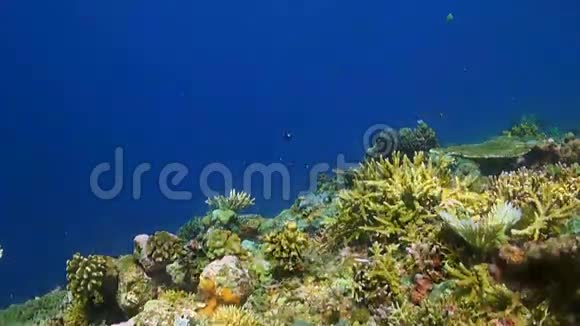 菲律宾五颜六色的珊瑚礁视频的预览图