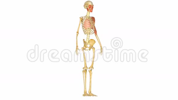 人体肌肉骨骼系统视频的预览图