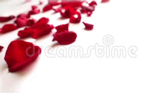 白色背景上的红色玫瑰花瓣视频的预览图