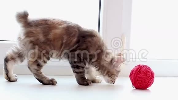 千岛小猫一团纱线视频的预览图