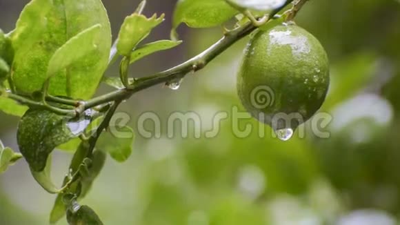 雨水从石灰水中流出视频的预览图