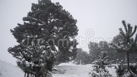 冬天的森林美丽的白雪覆盖的松树公园里的雪视频的预览图