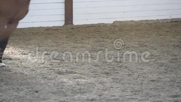 马脚在沙子上奔跑在潮湿泥泞的地面上疾驰的种马腿慢动作视频的预览图