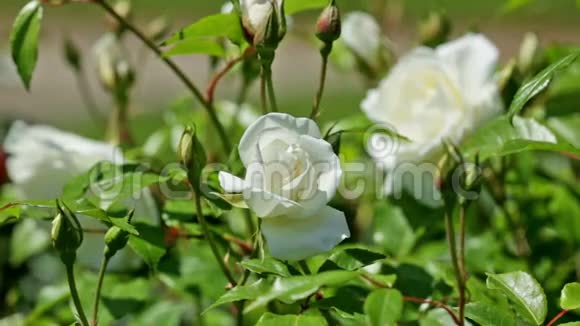 玫瑰种在春天的花园里视频的预览图