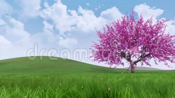 樱花樱花树花瓣4K飘落视频的预览图