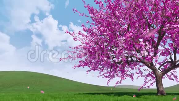 盛开的樱花树花瓣四K视频的预览图