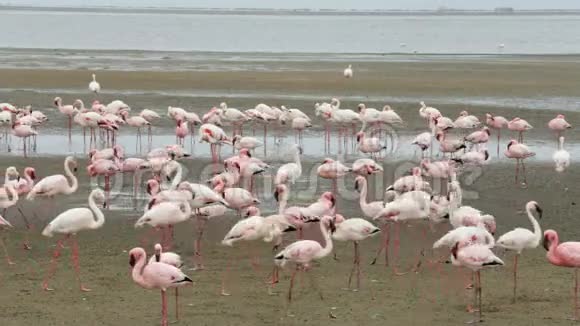 非洲野生动物纳米比亚沃尔维斯湾的鸟类玫瑰火烈鸟殖民地视频的预览图