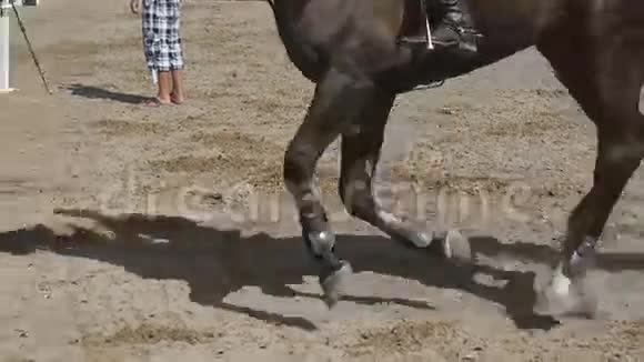 马脚在沙子上奔跑在潮湿泥泞的地面上疾驰的种马腿慢动作视频的预览图