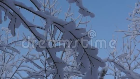 雪的森林自然视频的预览图