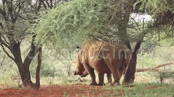 天然栖息地的白犀牛视频的预览图