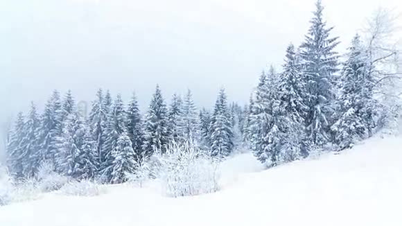 冬山景观高刺和雪视频的预览图