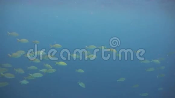 浅滩热带鱼菲律宾视频的预览图