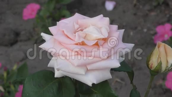 夏天花园里的玫瑰花视频的预览图