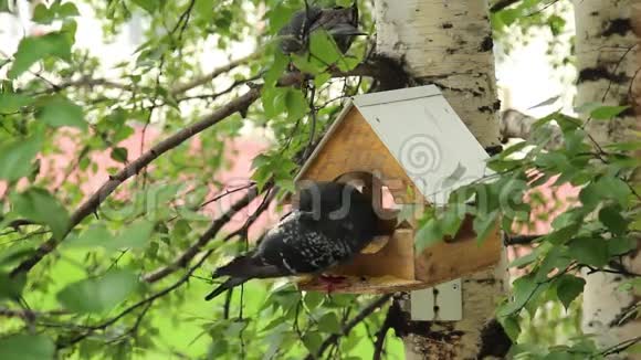 鸟食者周围的鸽子视频的预览图