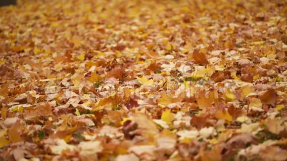 地上的秋叶视频的预览图