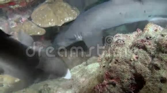 白尖礁鲨鱼在石礁上搜索食物视频的预览图