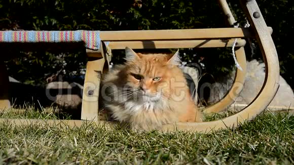 漂亮的姜猫躺在花园里视频的预览图