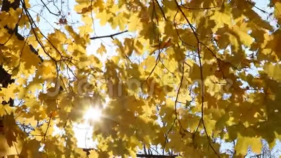 秋天的枫树叶子视频的预览图