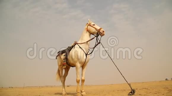 沙漠里有马的人视频的预览图
