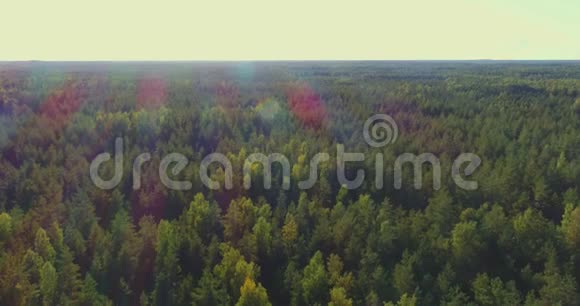 空中观景台飞过森林里美丽的秋树空中摄影机拍摄视频的预览图