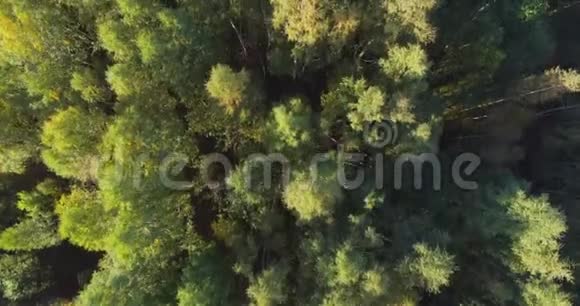 空中观景台飞过森林里美丽的秋树空中摄影机拍摄视频的预览图