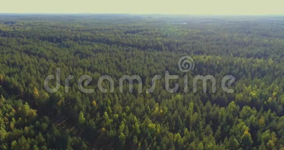 空中观景台飞过森林里美丽的秋树空中摄影机拍摄视频的预览图