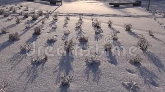 公园里冬天的雪视频的预览图