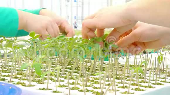 工人在温室里嫁接植物视频的预览图