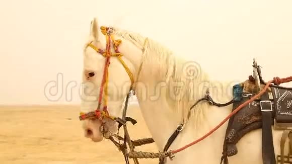 沙漠中的白马视频的预览图