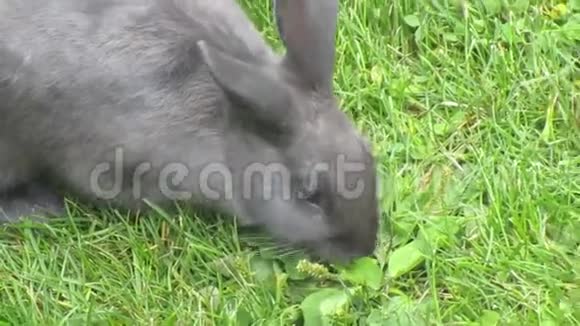 灰兔兔子在草地上觅食视频的预览图