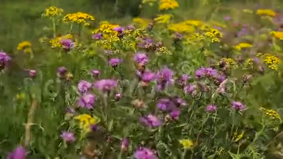 草地上美丽的野花视频的预览图