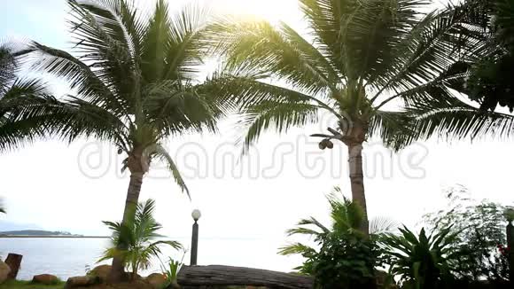 在海岸的棕榈树的背景下视频的预览图