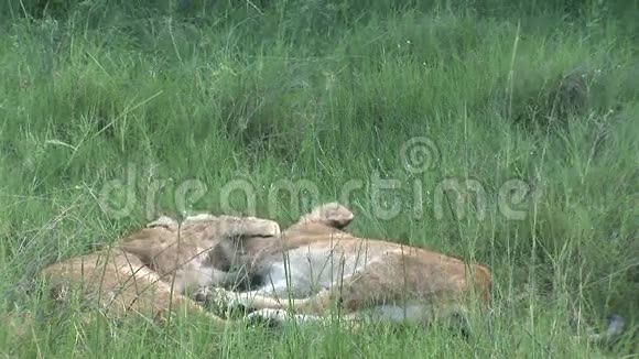 非洲野生危险哺乳动物视频的预览图