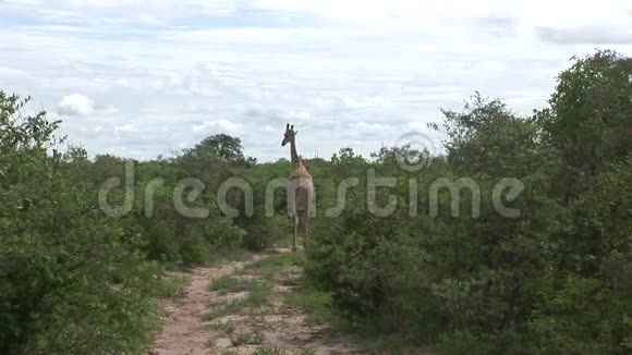 野长颈鹿非洲热带草原肯尼亚长颈鹿骆驼视频的预览图