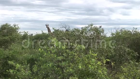 野长颈鹿非洲热带草原肯尼亚长颈鹿骆驼视频的预览图