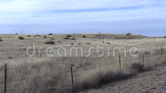 草原上的普朗霍恩赫德视频的预览图