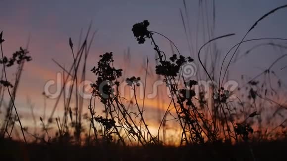 夕阳下美丽的风景草视频的预览图